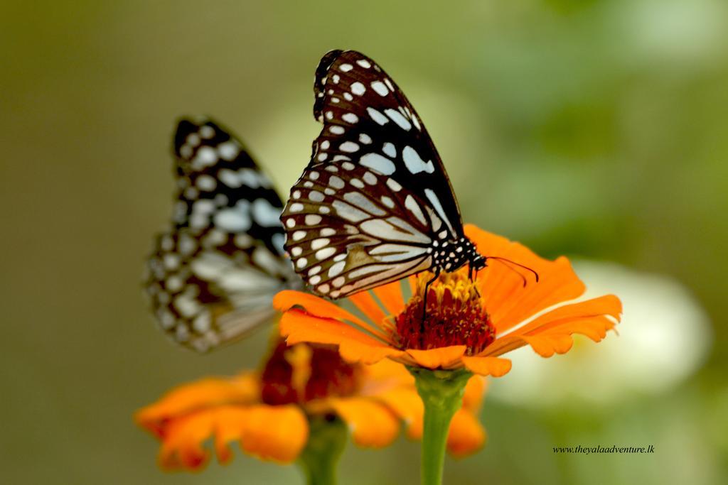 Готель The Yala Adventure Тіссамахарама Екстер'єр фото