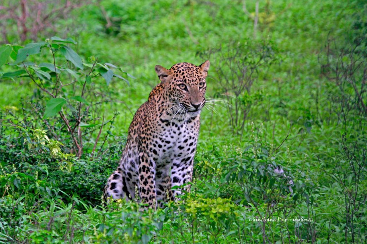 Готель The Yala Adventure Тіссамахарама Екстер'єр фото